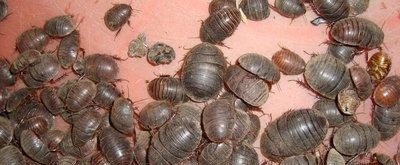 科技新纪元下的土元价格革新体验